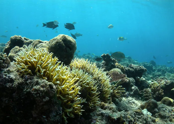Nusabay Menjangan Banyuwedang